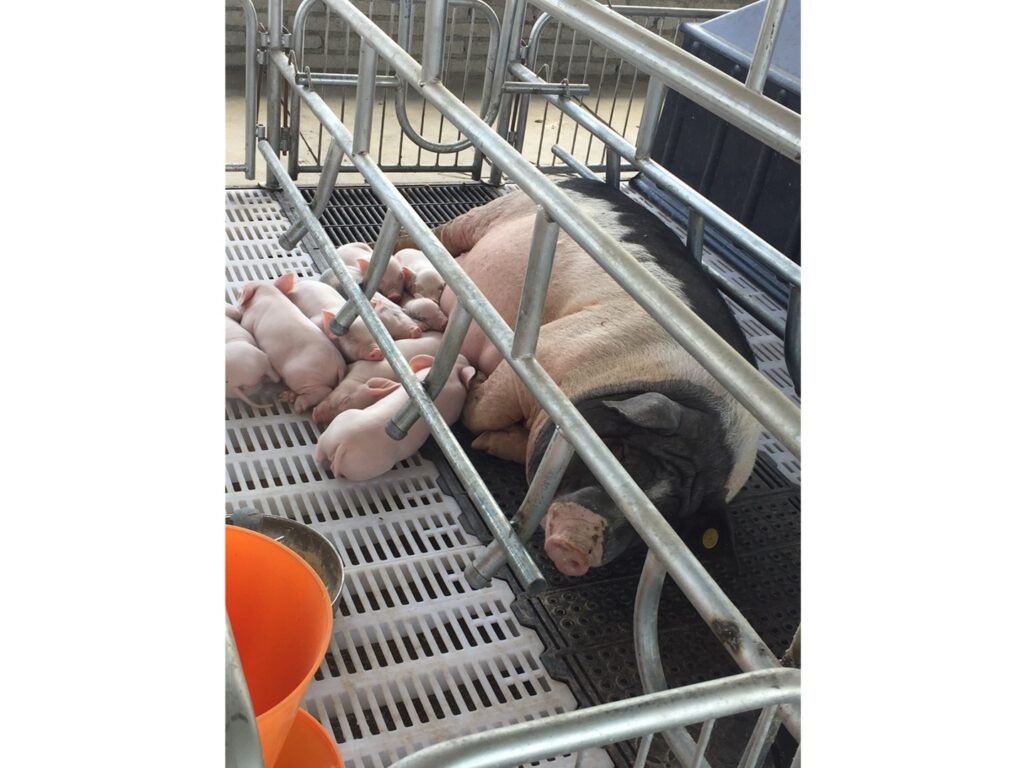 farm-parent-pig