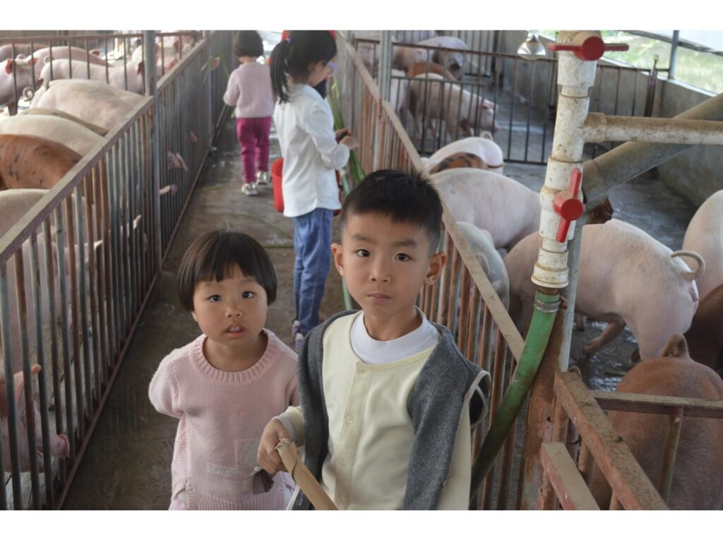 farm-pig-experience