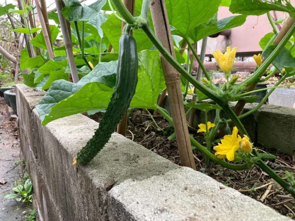 garden-cucumber